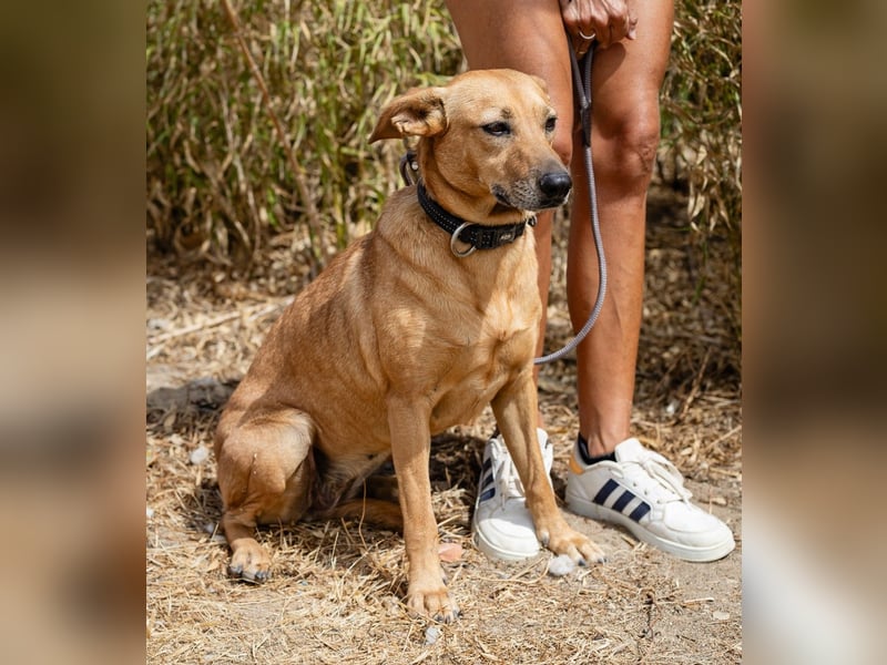 Ein Zuhause für die Liebe ❣️ Terry wird gesucht