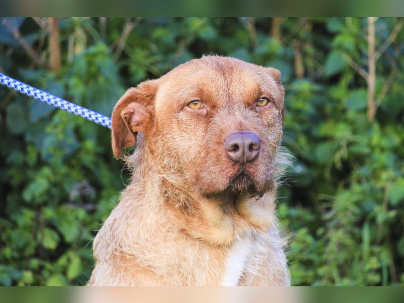 RUDI -&- ARAMIS | 2 von ~650 Hunden in der Cantinho da Milu