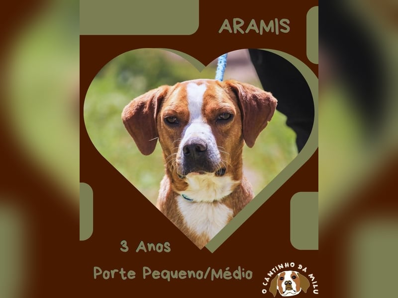 RUDI -&- ARAMIS | 2 von ~650 Hunden in der Cantinho da Milu