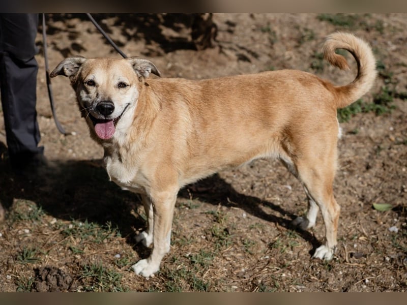 DAISY -♥️- KIZA |-|  2 von ~650 Hunden in der Cantinho da Milu