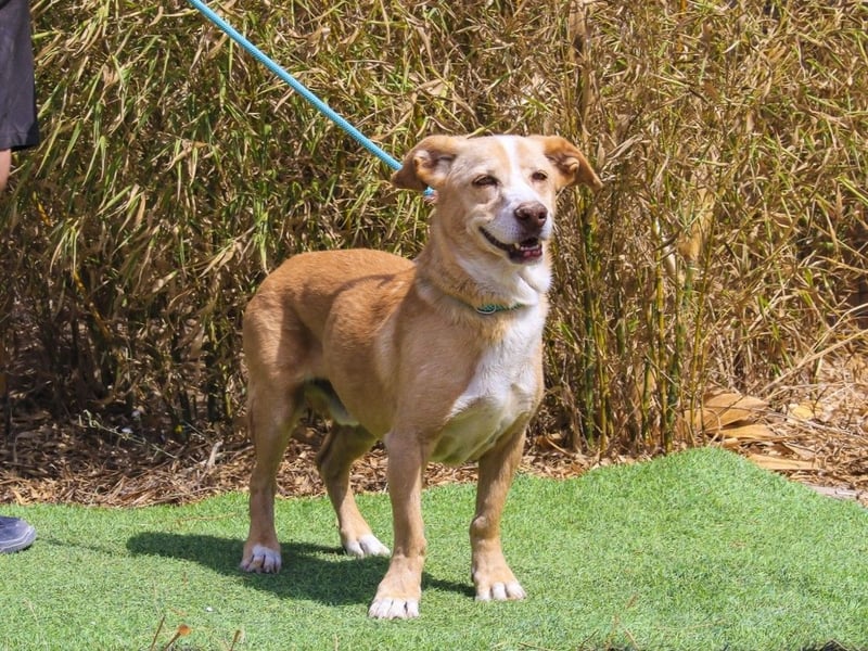 SENIOR YUPI ✴️ will als Einzelprinz einziehen