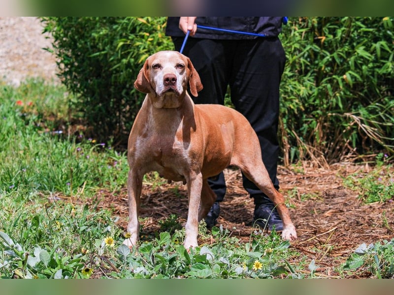 DAISY -♥️- KIZA |-|  2 von ~650 Hunden in der Cantinho da Milu