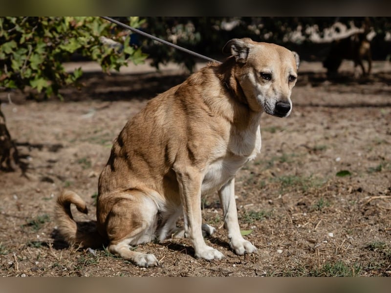 DAISY -♥️- KIZA |-|  2 von ~650 Hunden in der Cantinho da Milu