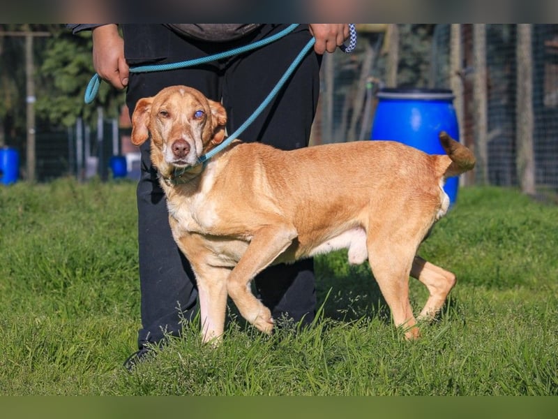 TUCKER ♦️ Senior mit Handicap ♦️ Wer gibt Tucker die Chance - die er verdient ?