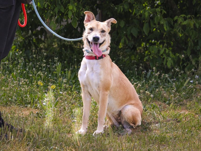 Junghunde: Lanessa • Shelby • Luz • Elissa ⚡️4 von ~650 Hunden in der Cantinho da Milu⚡️