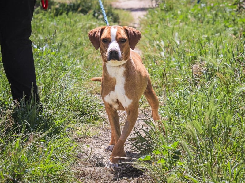 RUDI -&- ARAMIS | 2 von ~650 Hunden in der Cantinho da Milu