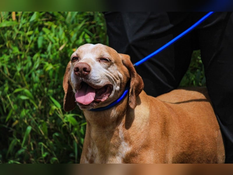DAISY -♥️- KIZA |-|  2 von ~650 Hunden in der Cantinho da Milu