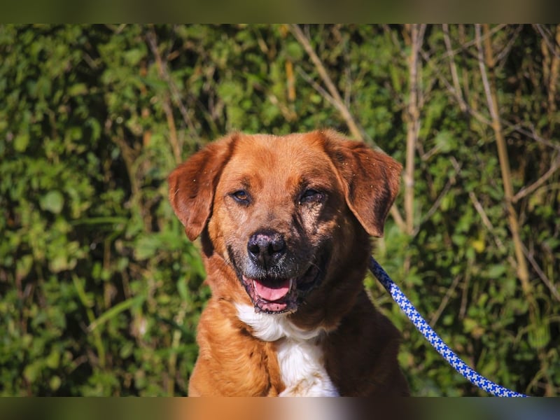 Ruhig *Lieb* Verschmust * SENIOR WIZZ *