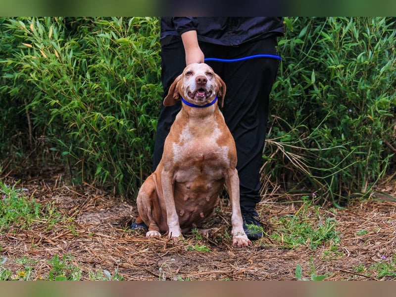 DAISY -♥️- KIZA |-|  2 von ~650 Hunden in der Cantinho da Milu