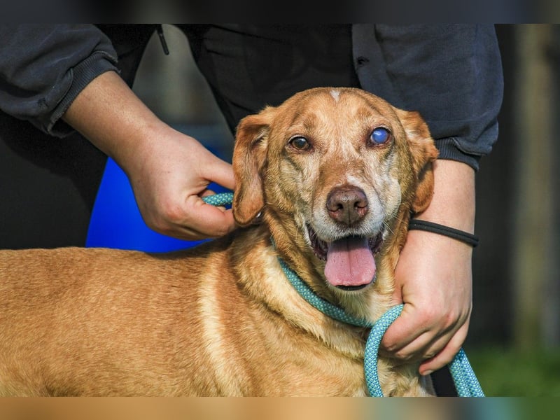 TUCKER ♦️ Senior mit Handicap ♦️ Wer gibt Tucker die Chance - die er verdient ?