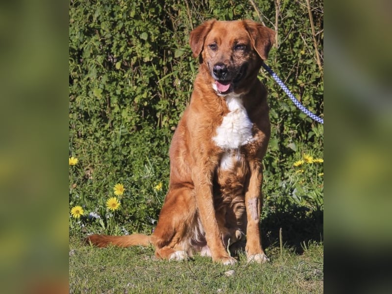 Ruhig *Lieb* Verschmust * SENIOR WIZZ *