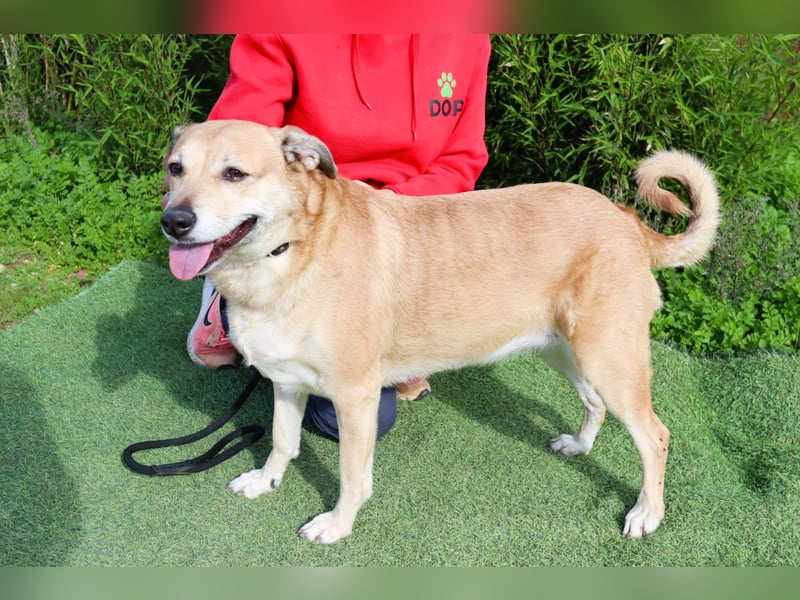 DAISY -♥️- KIZA |-|  2 von ~650 Hunden in der Cantinho da Milu