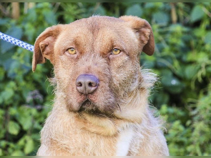 RUDI -&- ARAMIS | 2 von ~650 Hunden in der Cantinho da Milu