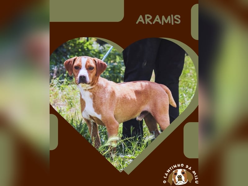 ⚡️Neuzugang *ARAMIS* - soll ganz schnell ein Zuhause bekommen ⚡️