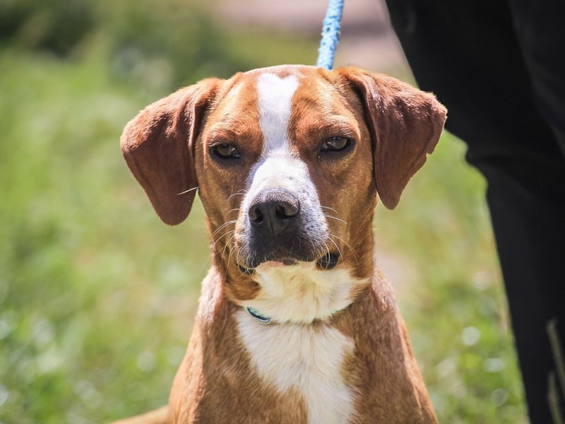 RUDI -&- ARAMIS | 2 von ~650 Hunden in der Cantinho da Milu