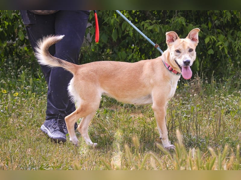 Junghunde: Lanessa • Shelby • Luz • Elissa ⚡️4 von ~650 Hunden in der Cantinho da Milu⚡️