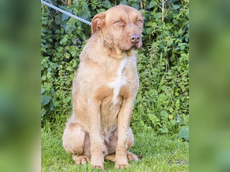 RUDI -&- ARAMIS | 2 von ~650 Hunden in der Cantinho da Milu