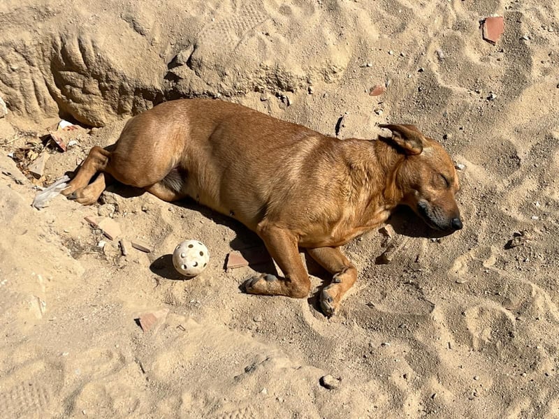 Ein Zuhause für die Liebe ❣️ Terry wird gesucht