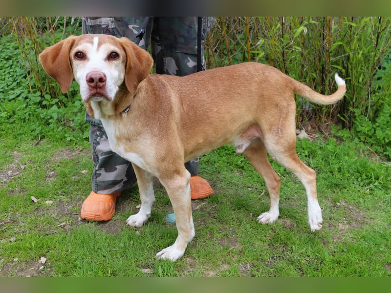 ARCHIE hat ein Handicap - Senior ARCHIE sucht Menschen mit ❤️