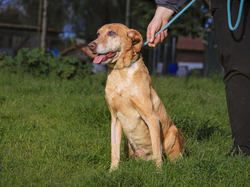 TUCKER ♦️ Senior mit Handicap ♦️ Wer gibt Tucker die Chance - die er verdient ?