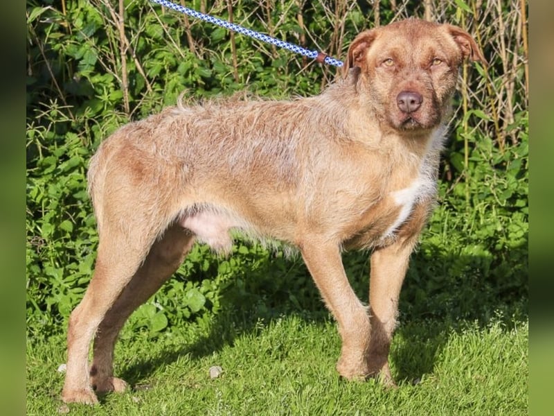 RUDI -&- ARAMIS | 2 von ~650 Hunden in der Cantinho da Milu
