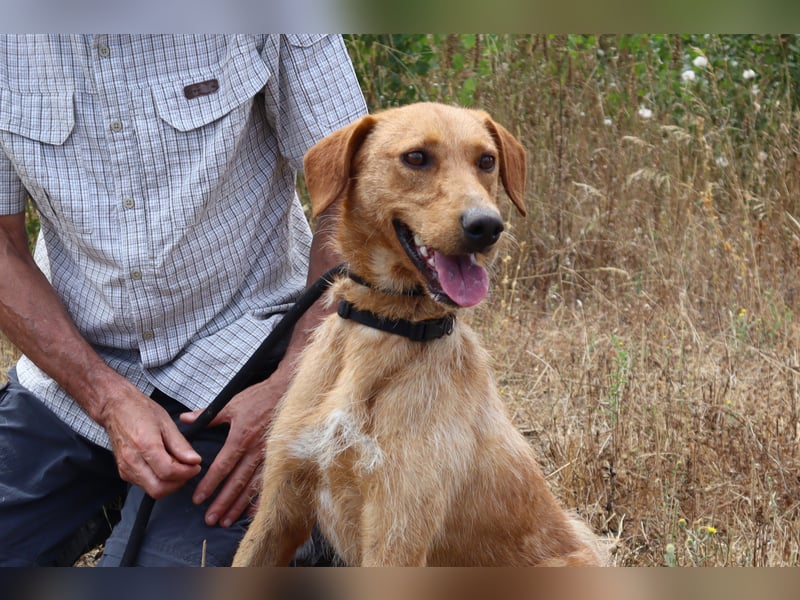 ✴️ *R*I*C*O* ~ hat ein Zuhause verdient !!