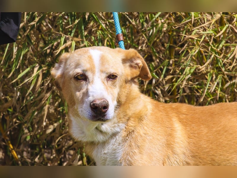 SENIOR YUPI ✴️ will als Einzelprinz einziehen