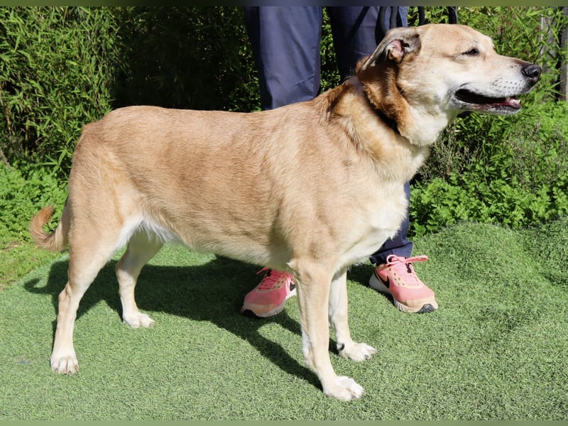 DAISY -♥️- KIZA |-|  2 von ~650 Hunden in der Cantinho da Milu