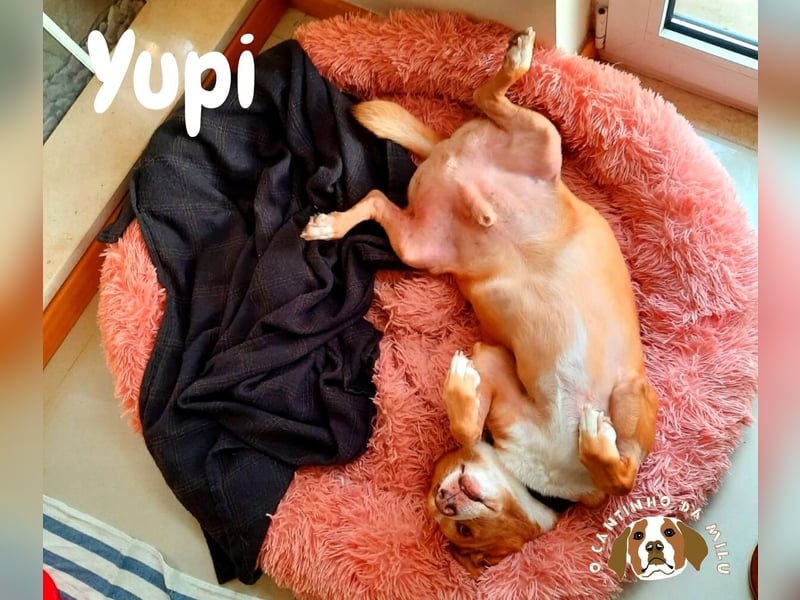 SENIOR YUPI ✴️ will als Einzelprinz einziehen