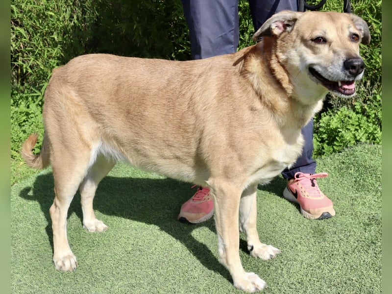 DAISY -♥️- KIZA |-|  2 von ~650 Hunden in der Cantinho da Milu