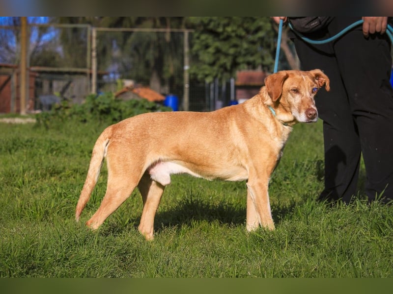 TUCKER ♦️ Senior mit Handicap ♦️ Wer gibt Tucker die Chance - die er verdient ?