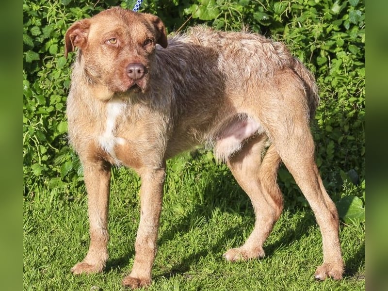 RUDI -&- ARAMIS | 2 von ~650 Hunden in der Cantinho da Milu