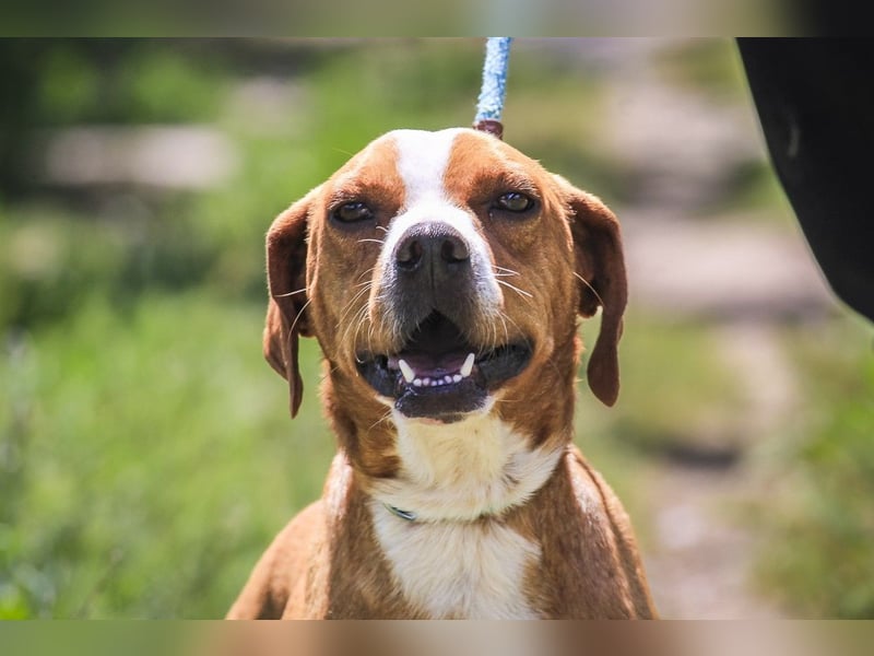 RUDI -&- ARAMIS | 2 von ~650 Hunden in der Cantinho da Milu