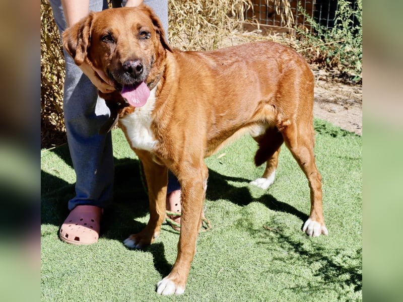 Ruhig *Lieb* Verschmust * SENIOR WIZZ *