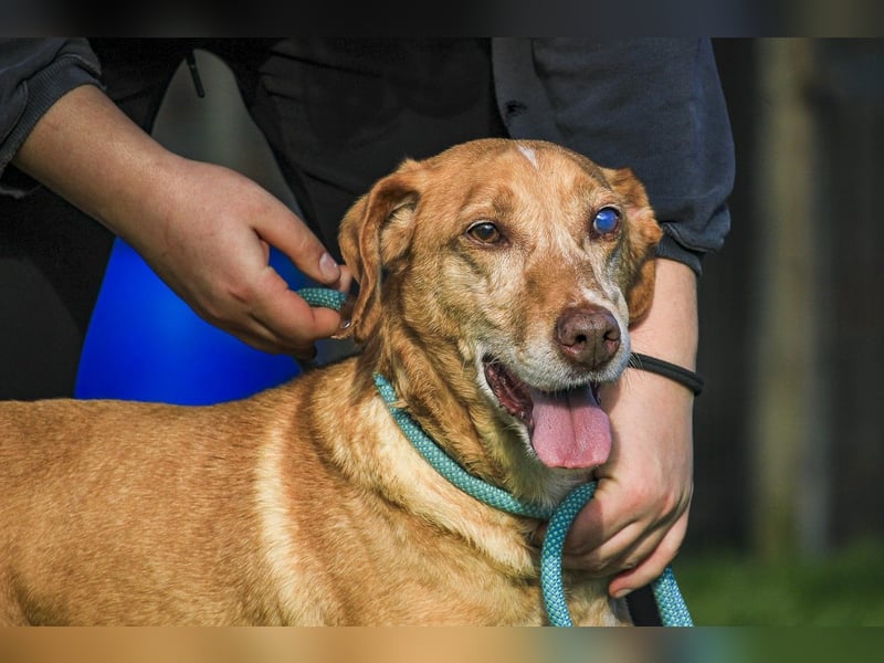 TUCKER ♦️ Senior mit Handicap ♦️ Wer gibt Tucker die Chance - die er verdient ?