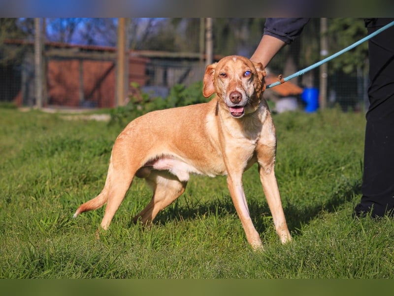 TUCKER ♦️ Senior mit Handicap ♦️ Wer gibt Tucker die Chance - die er verdient ?