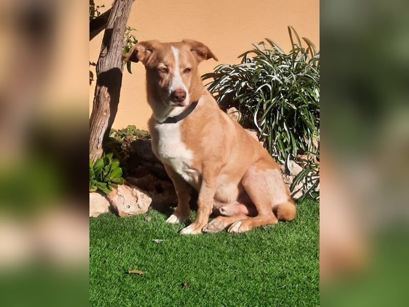 SENIOR YUPI ✴️ will als Einzelprinz einziehen