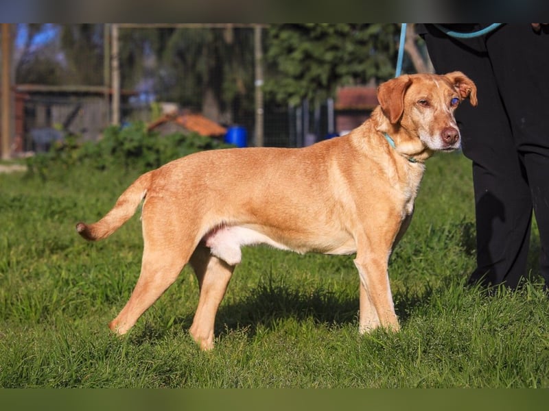 TUCKER ♦️ Senior mit Handicap ♦️ Wer gibt Tucker die Chance - die er verdient ?