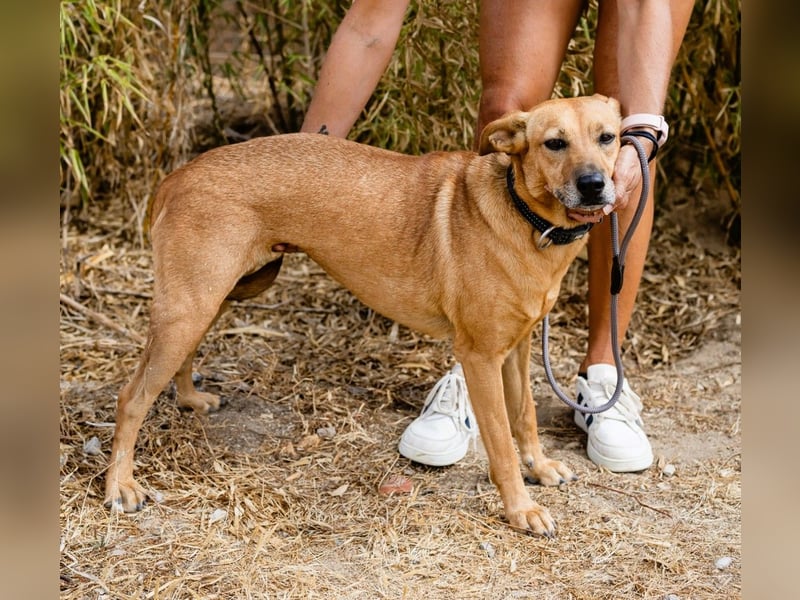 Ein Zuhause für die Liebe ❣️ Terry wird gesucht