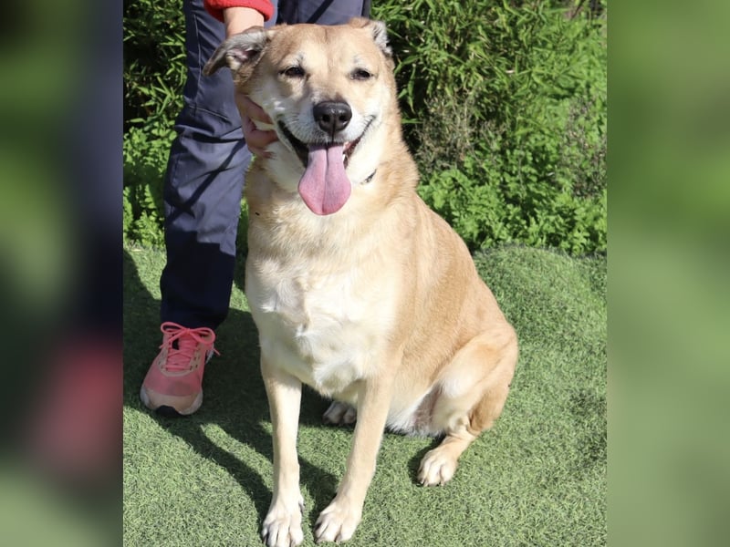 DAISY -♥️- KIZA |-|  2 von ~650 Hunden in der Cantinho da Milu