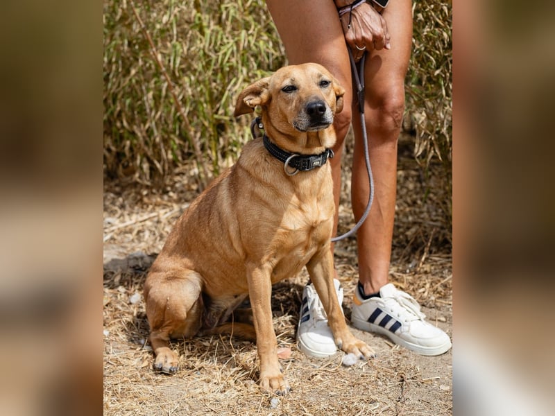 Ein Zuhause für die Liebe ❣️ Terry wird gesucht