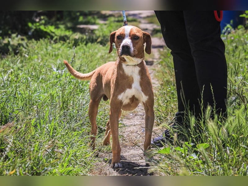RUDI -&- ARAMIS | 2 von ~650 Hunden in der Cantinho da Milu