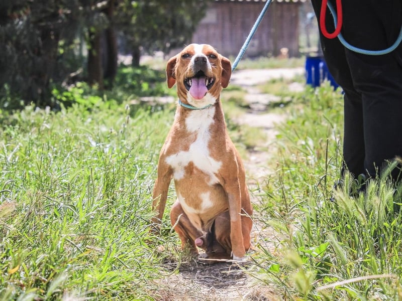 RUDI -&- ARAMIS | 2 von ~650 Hunden in der Cantinho da Milu