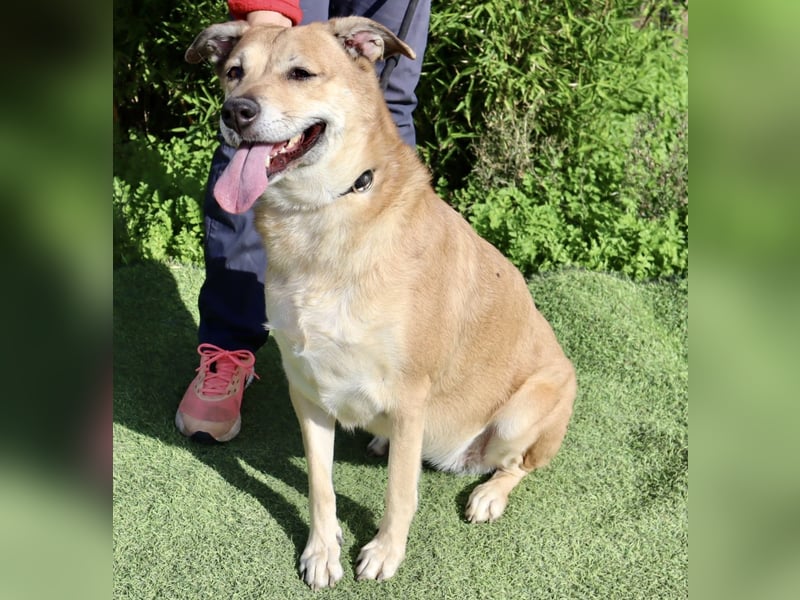 DAISY -♥️- KIZA |-|  2 von ~650 Hunden in der Cantinho da Milu