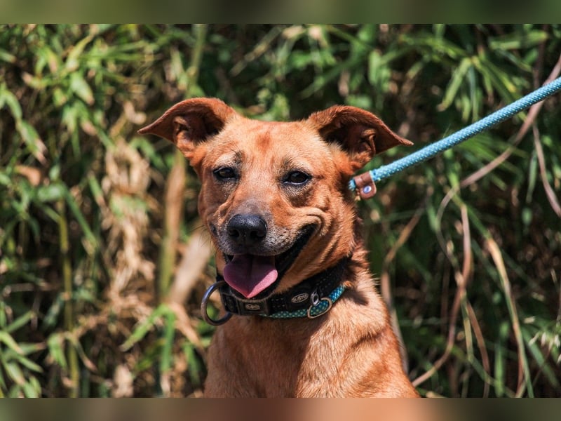 Ein Zuhause für die Liebe ❣️ Terry wird gesucht