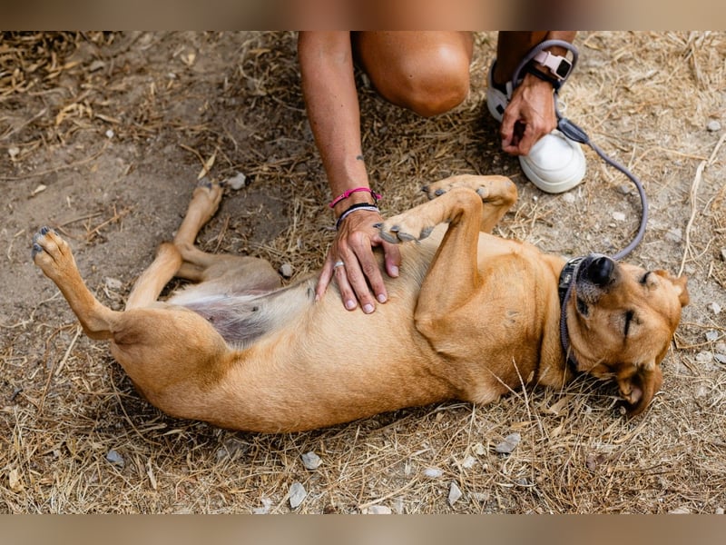 Ein Zuhause für die Liebe ❣️ Terry wird gesucht