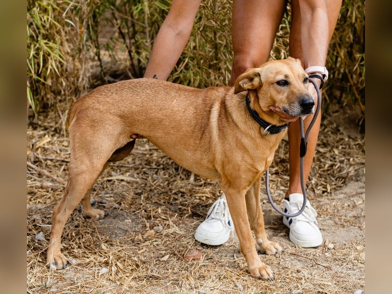 Ein Zuhause für die Liebe ❣️ Terry wird gesucht