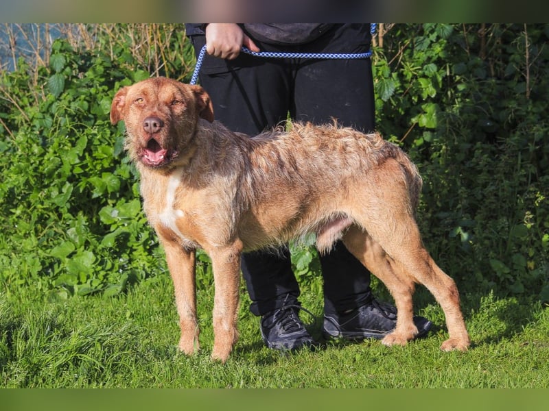 RUDI -&- ARAMIS | 2 von ~650 Hunden in der Cantinho da Milu