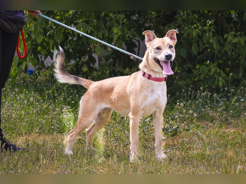 Junghunde: Lanessa • Shelby • Luz • Elissa ⚡️4 von ~650 Hunden in der Cantinho da Milu⚡️