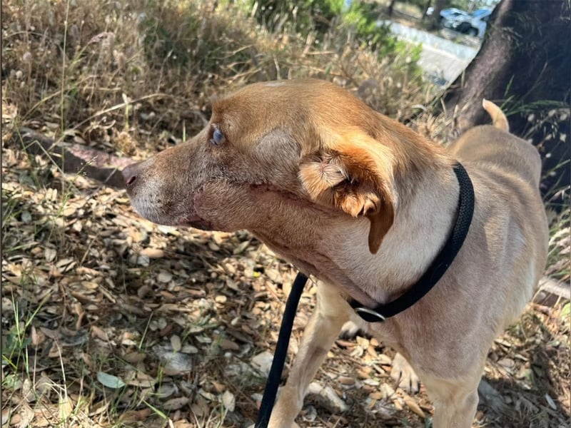 TUCKER ♦️ Senior mit Handicap ♦️ Wer gibt Tucker die Chance - die er verdient ?